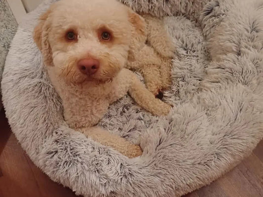 Cavapoo leży w jasnoszarym legowisku donut na drewnianej podłodze.