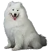 Dog Rozmiar: 2XL