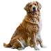  Dog Rozmiar: 3XL