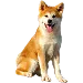  Dog Rozmiar: 4XL
