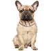  Dog Rozmiar: L