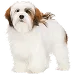  Dog Rozmiar: M