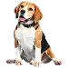  Dog Rozmiar: XL
