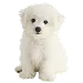  Dog Rozmiar: XS